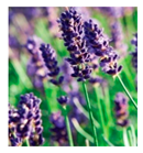 Applsci 10 01776 i008 Applsci 10 01776 i008