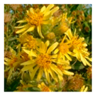 Applsci 10 01776 i010 Applsci 10 01776 i010