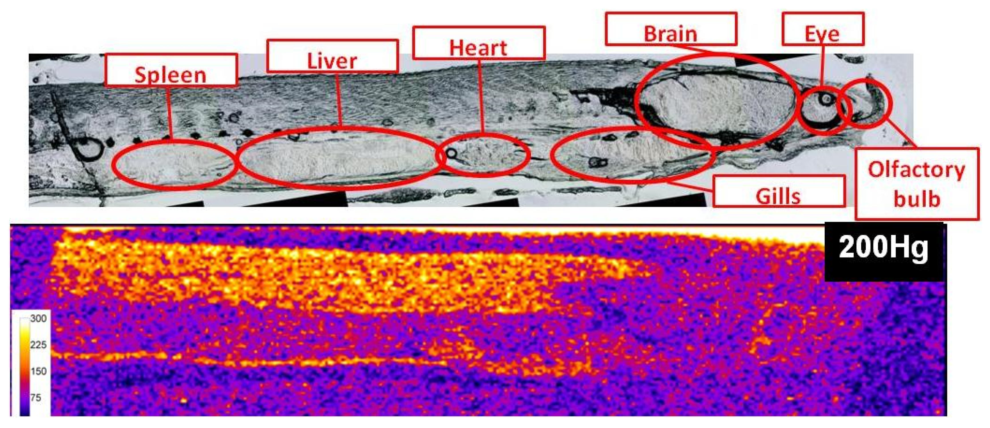 Applsci 10 02463 g001