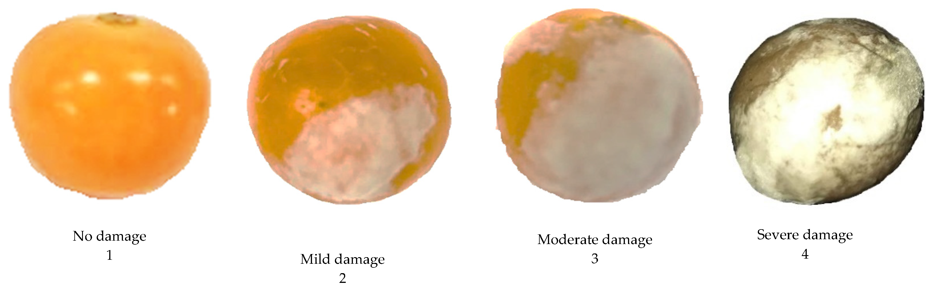 Applsci 10 02684 g001