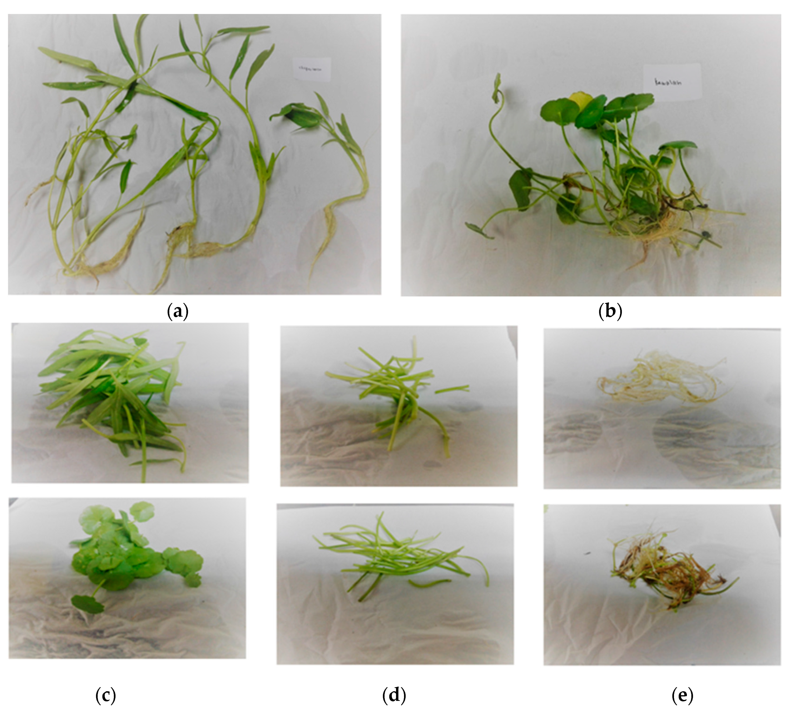 Applsci 10 03064 g002