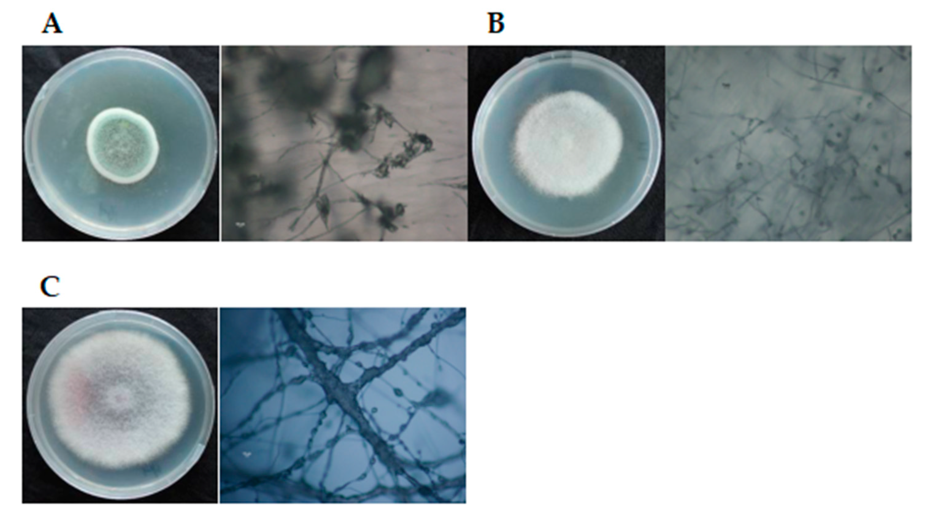 Applsci 10 03797 g003