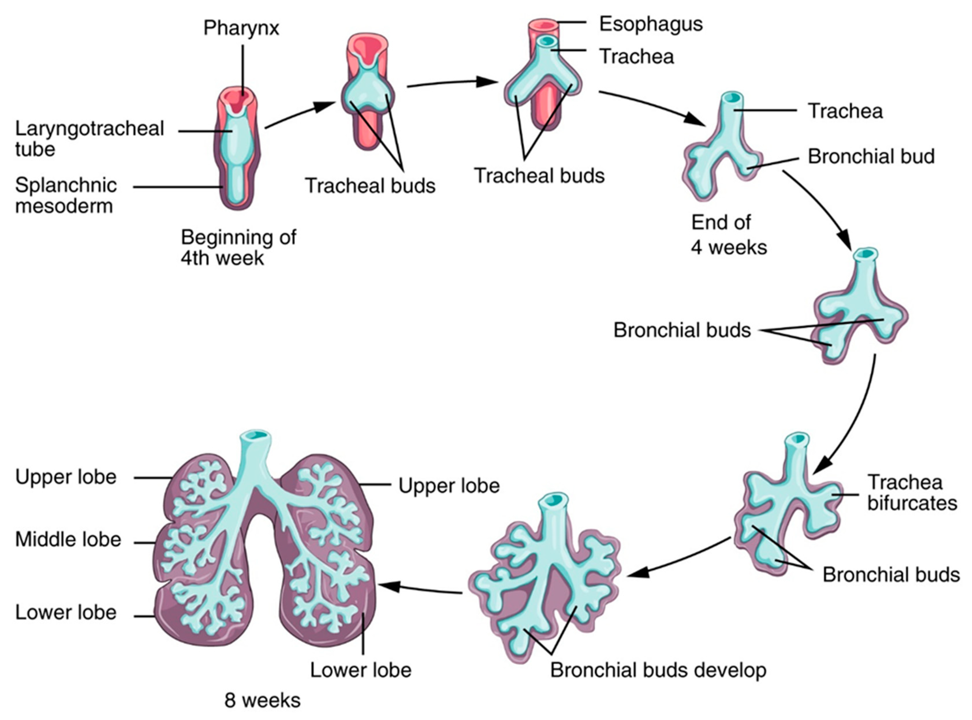 Applsci 10 04323 g003