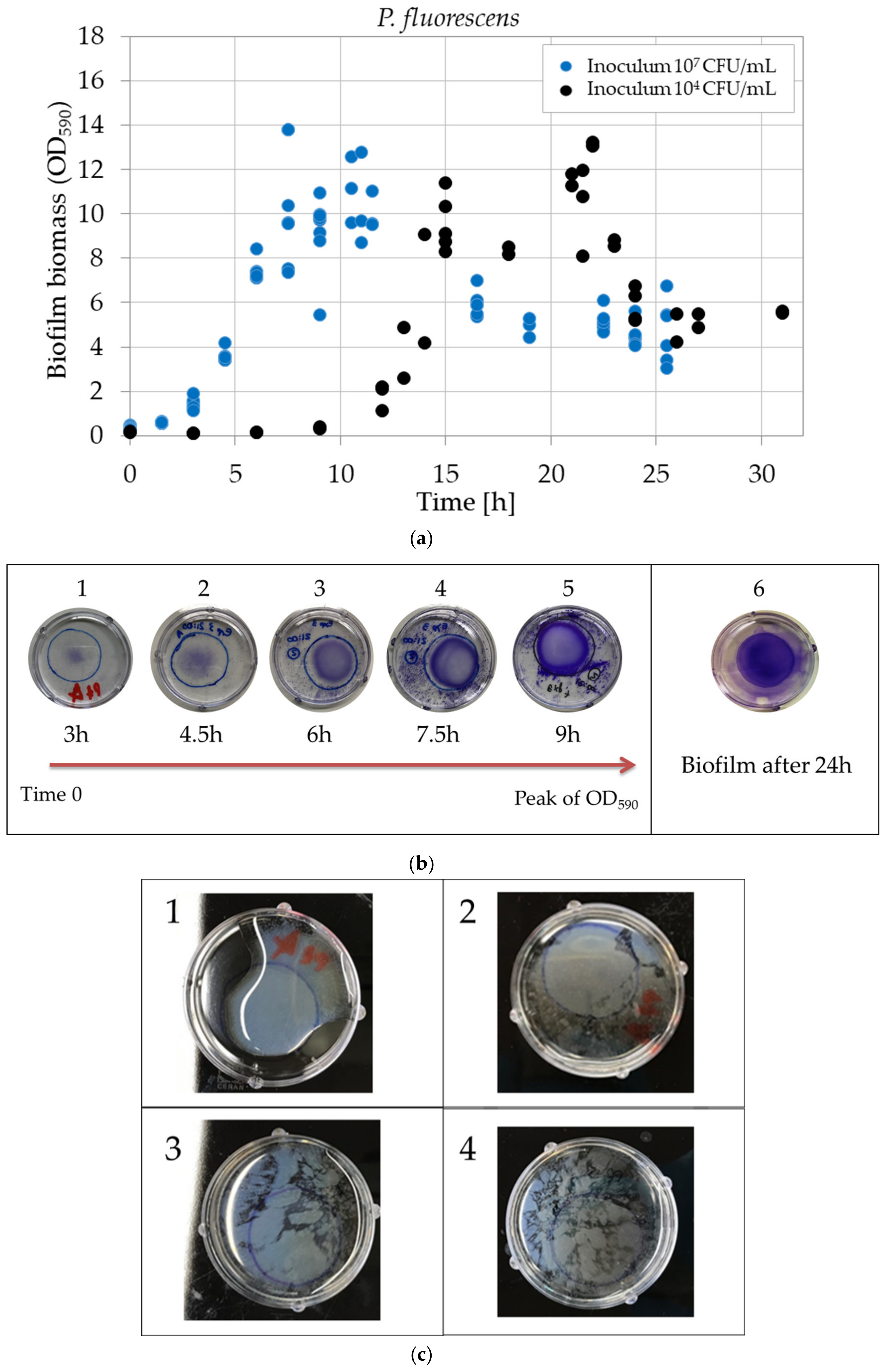 Applsci 10 04544 g005