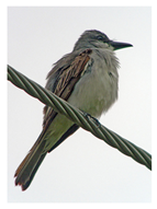 Applsci 10 04652 i002 Applsci 10 04652 i002