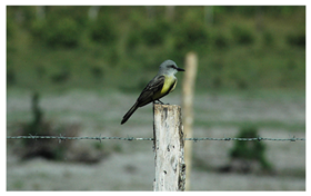 Applsci 10 04652 i004 Applsci 10 04652 i004