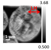 Applsci 10 04836 i007