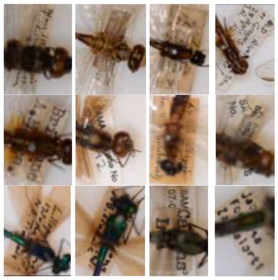 Applsci 10 05389 g0a1