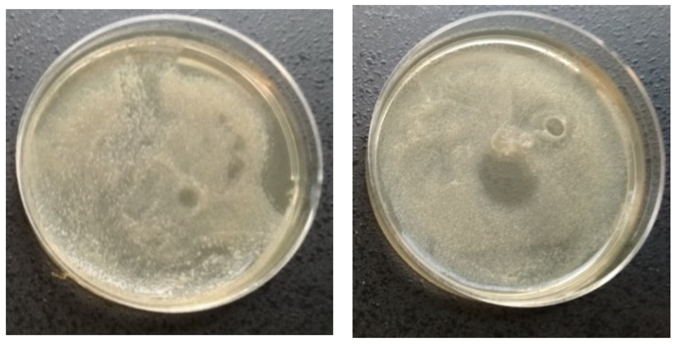 Applsci 10 05538 g002