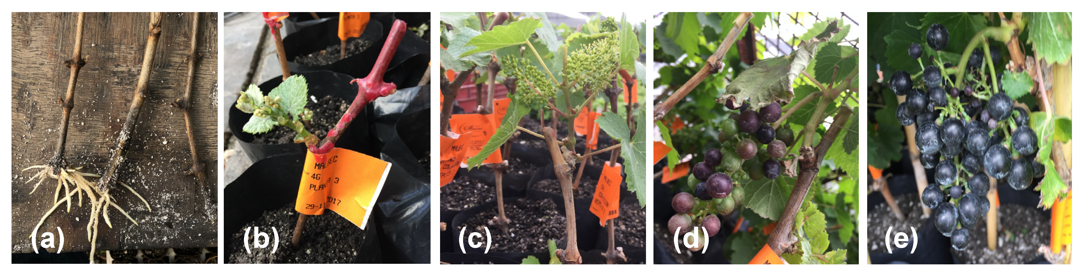 Applsci 10 05573 g001