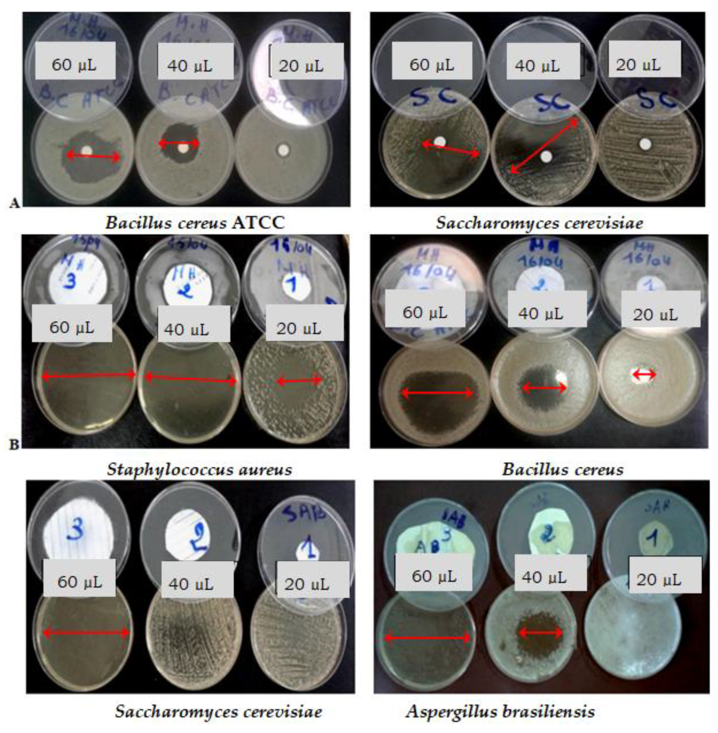 Applsci 10 05581 g001