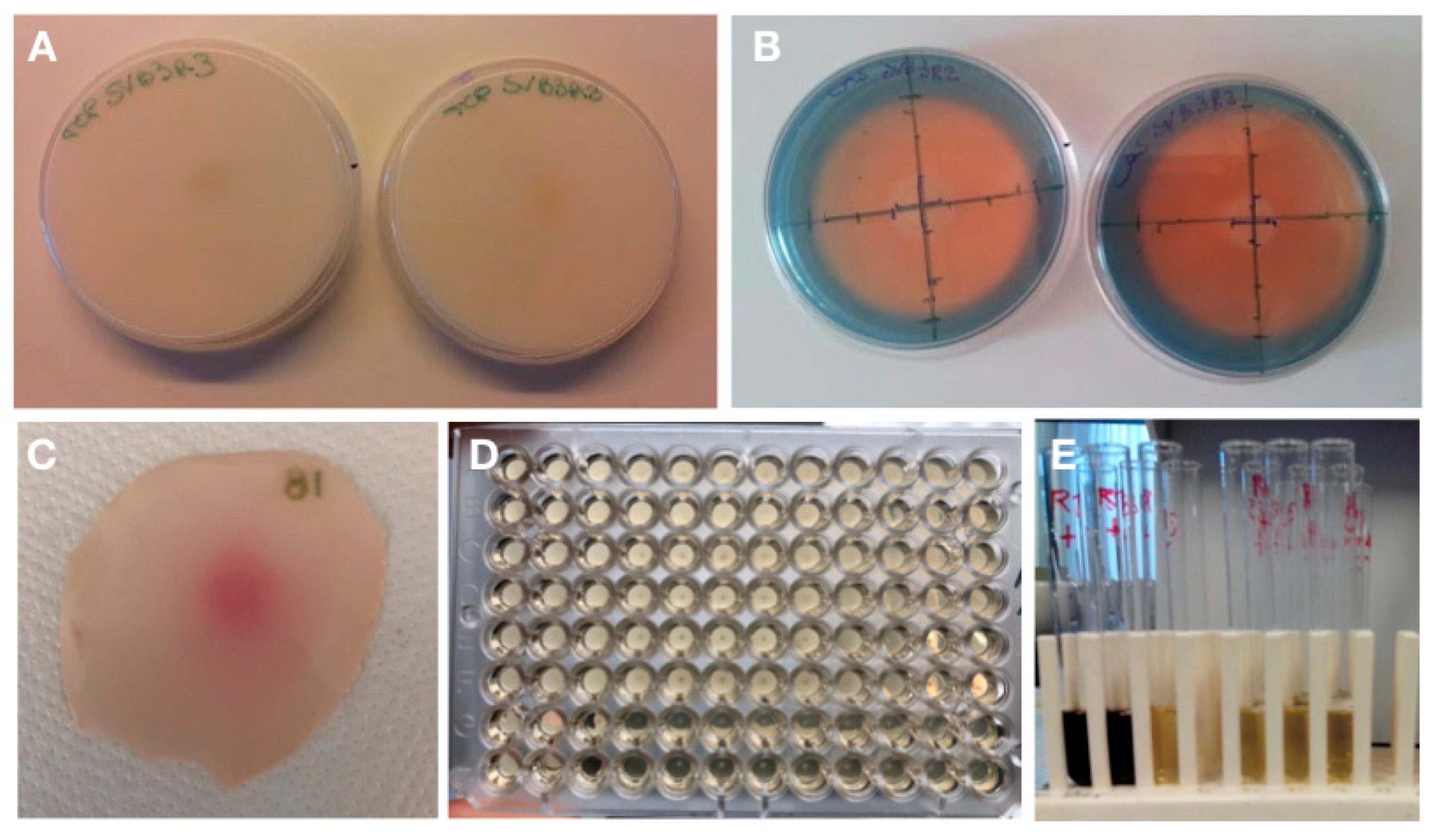 Applsci 10 05767 g003