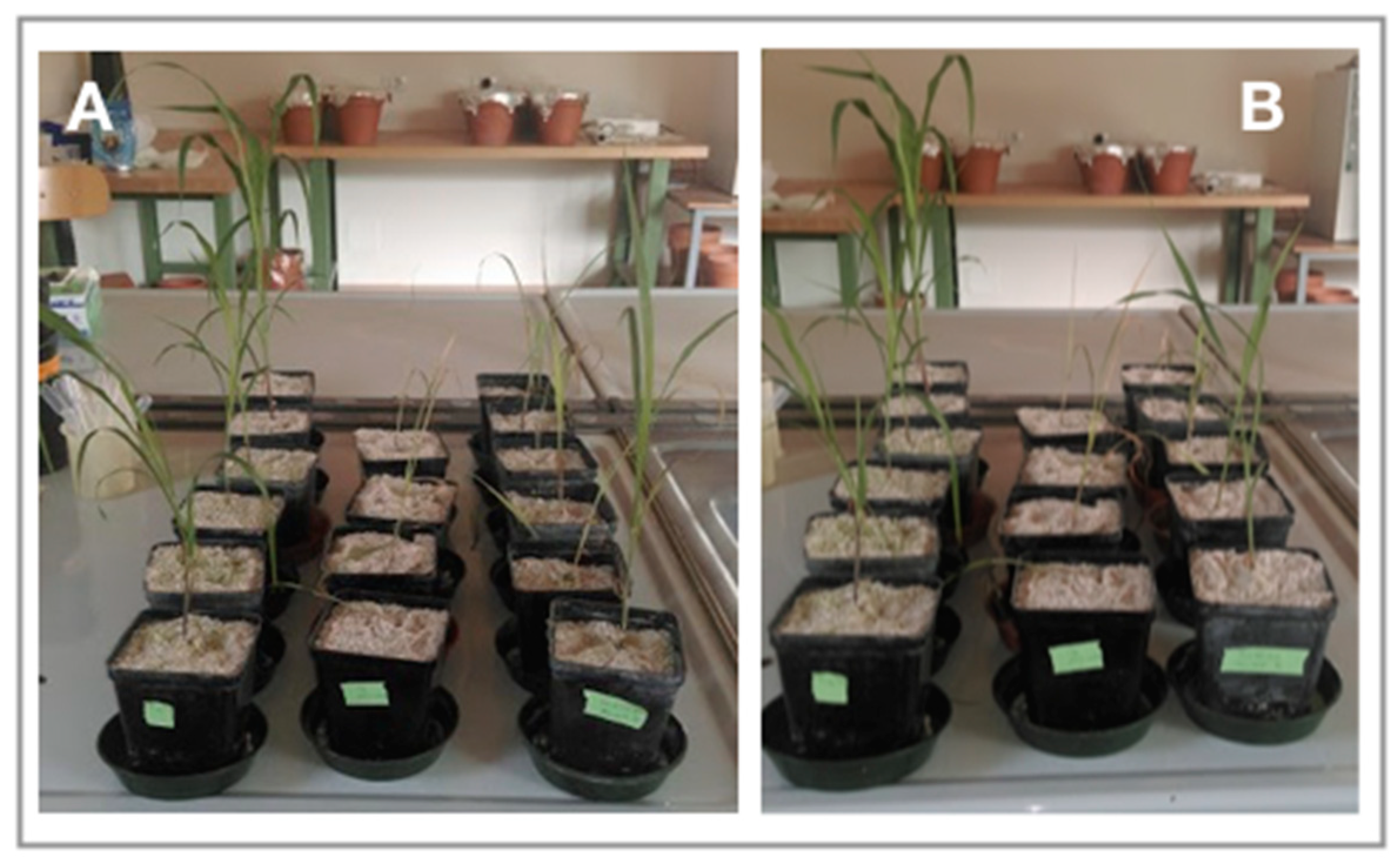 Applsci 10 05767 g007