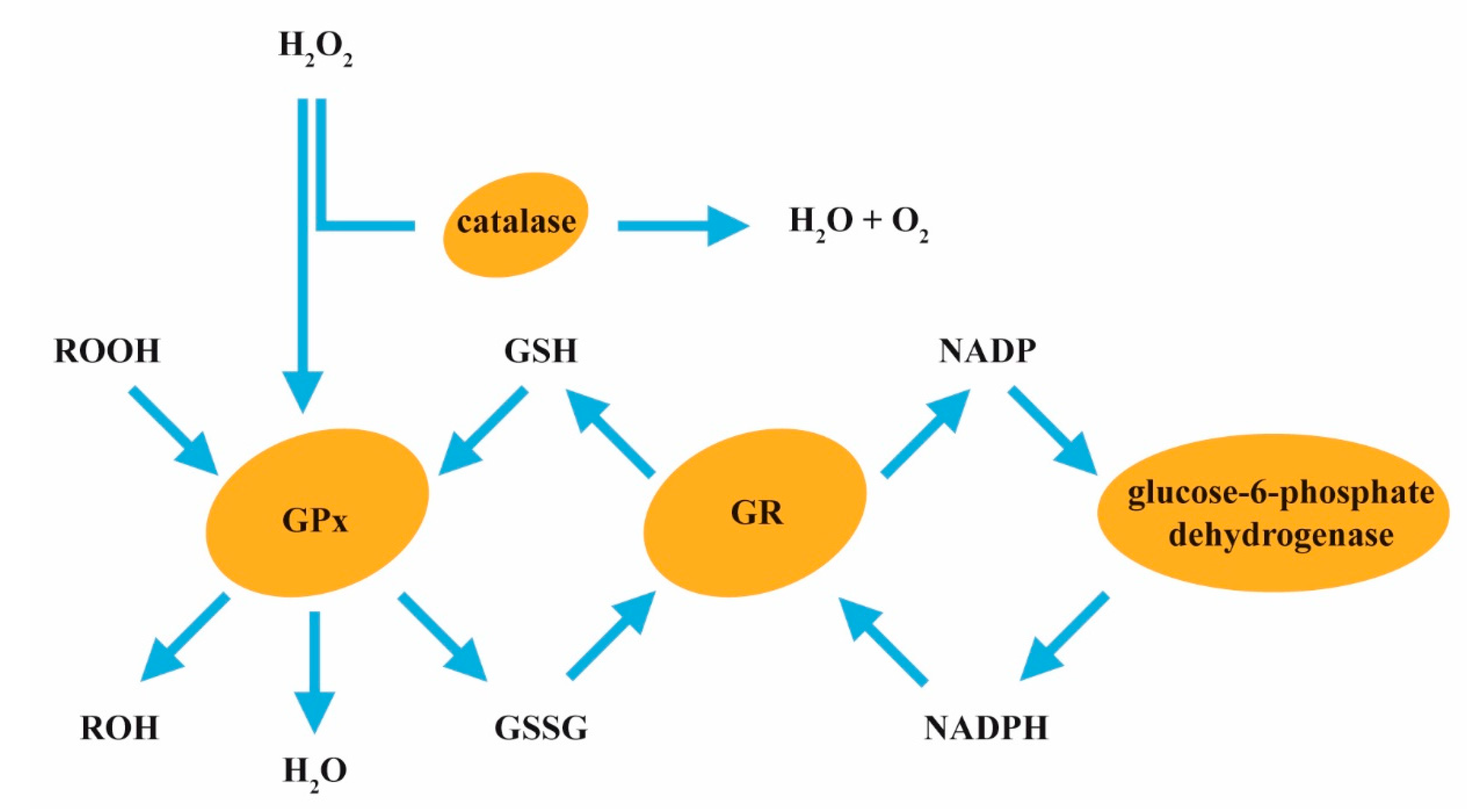 Applsci 10 07100 g004 Applsci 10 07100 g004