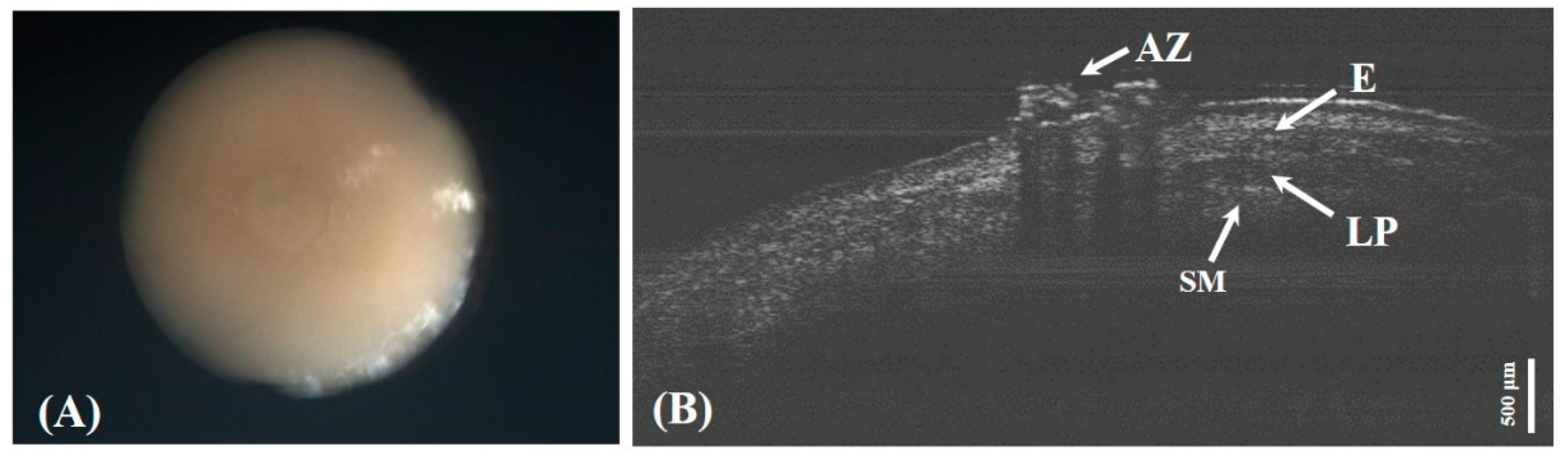 Applsci 10 07491 g005 Applsci 10 07491 g005