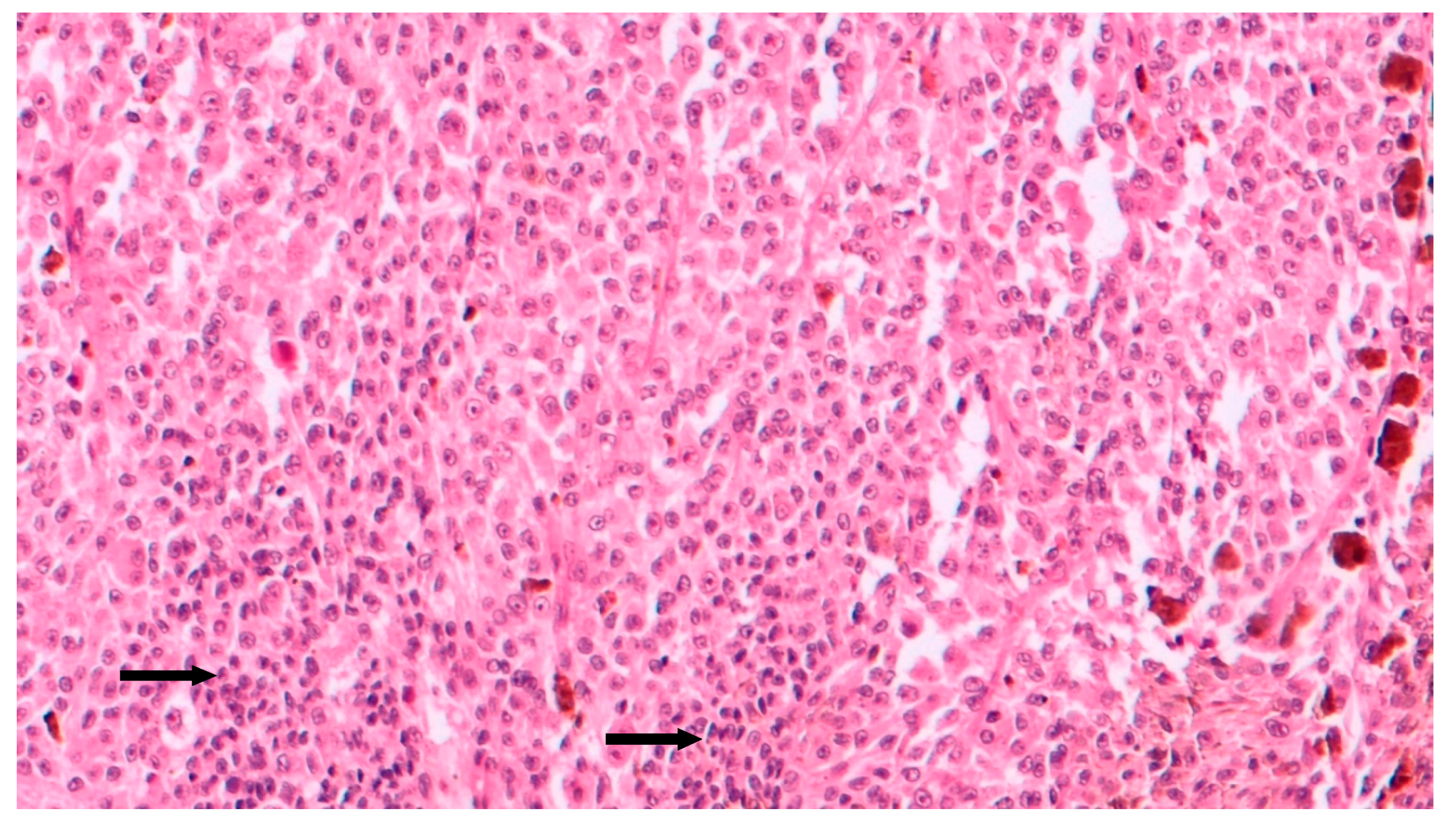 Applsci 10 08081 g005 Applsci 10 08081 g005