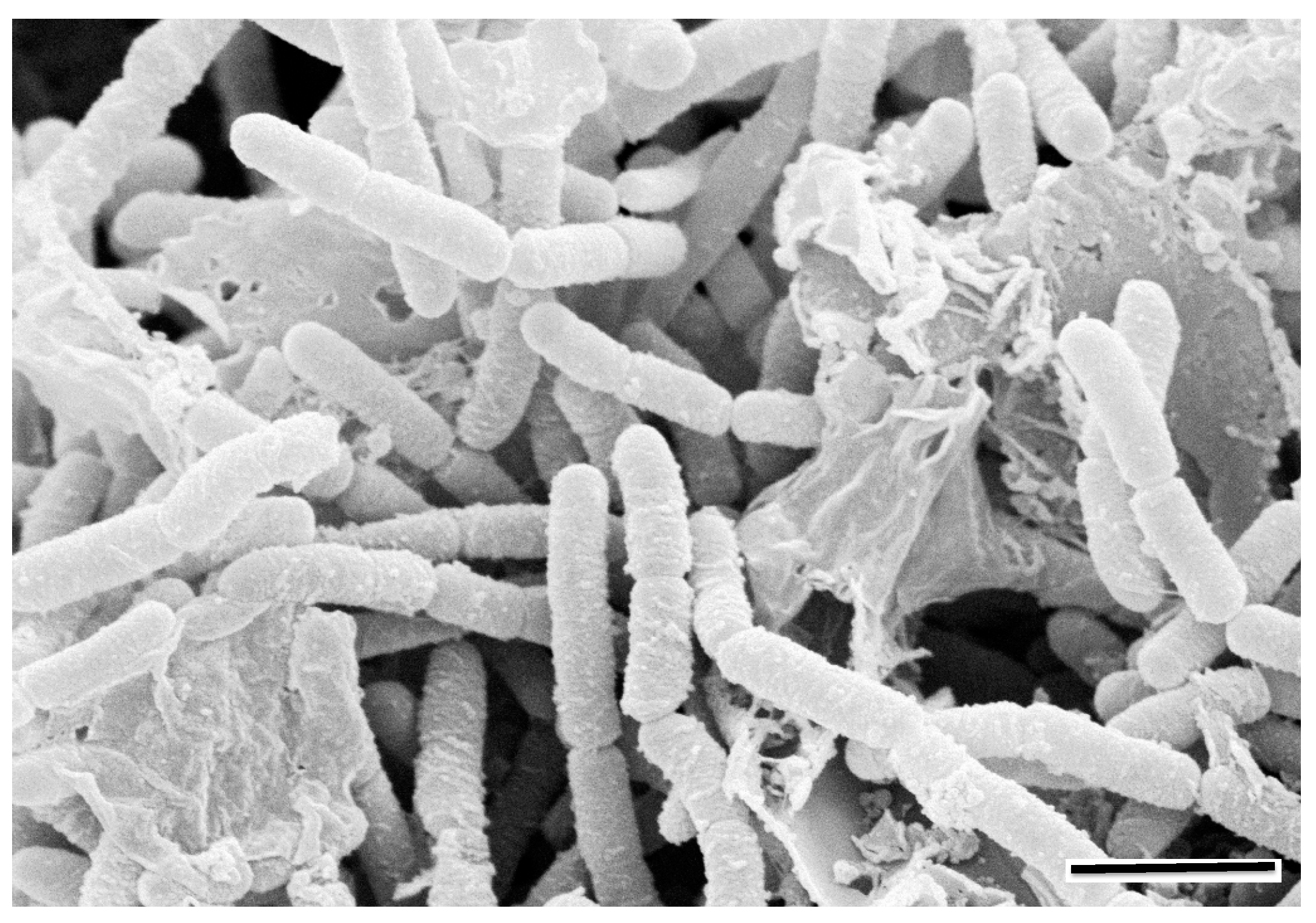 Applsci 10 08099 g001