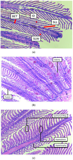 Applsci 10 08364 g0a2