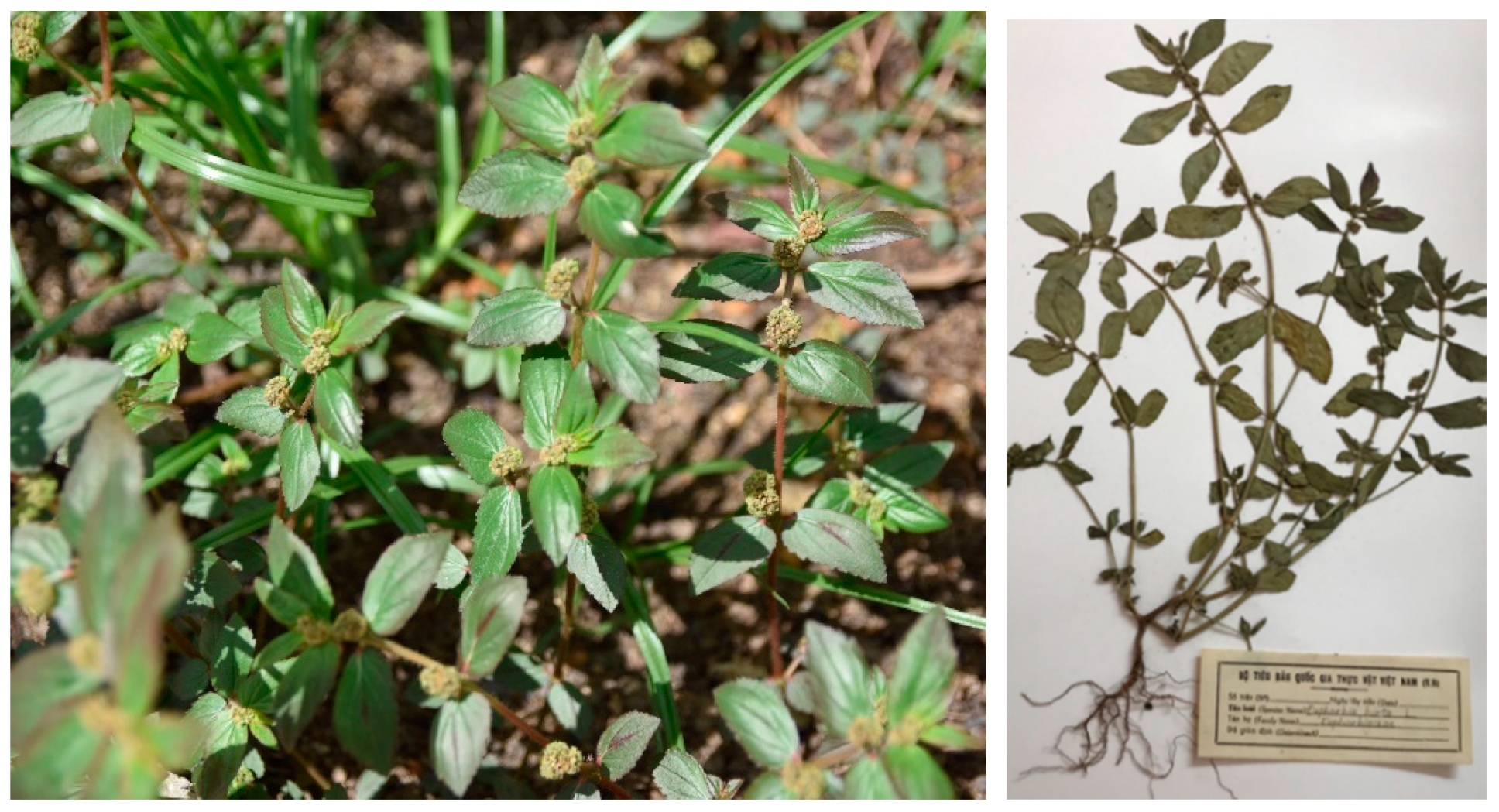 Applsci 10 08408 g001