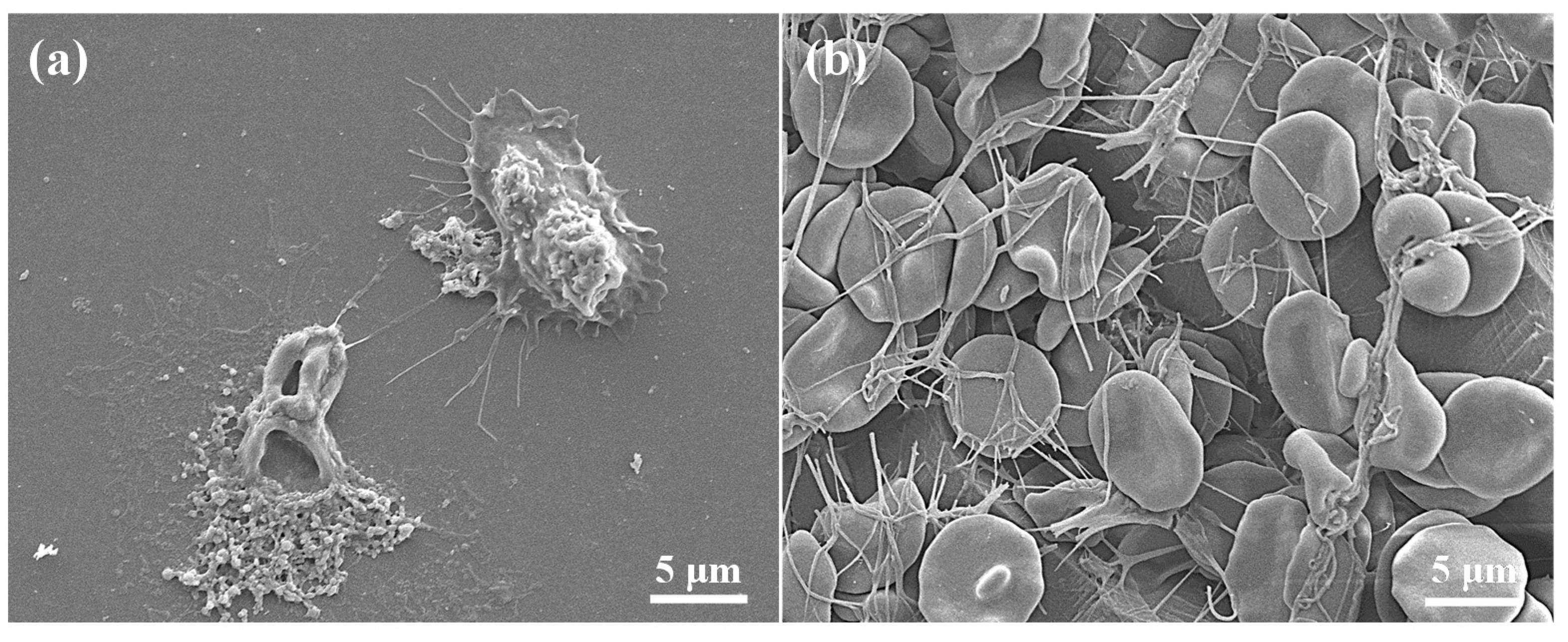 Applsci 10 08582 g005