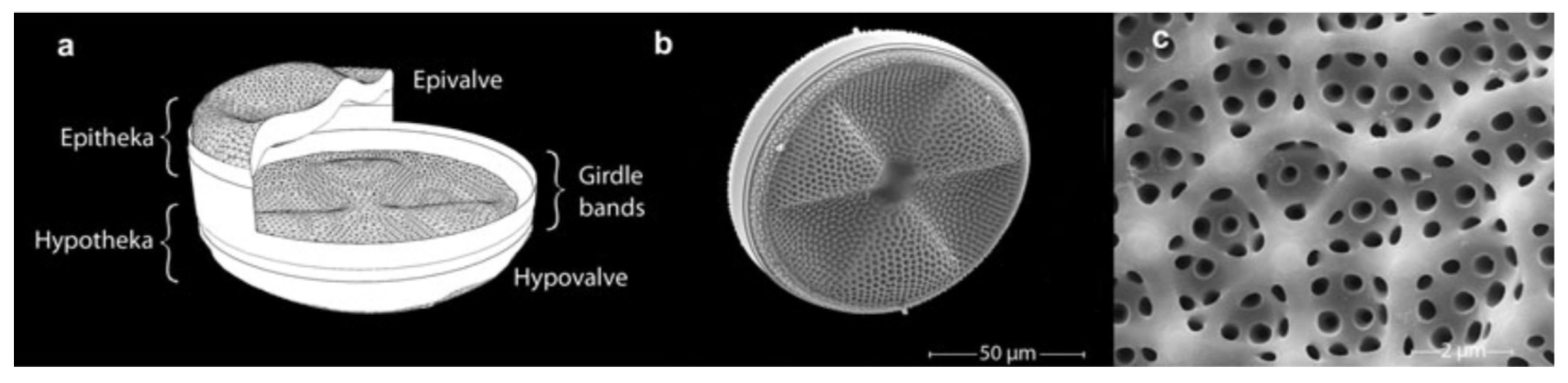 Applsci 10 08738 g001