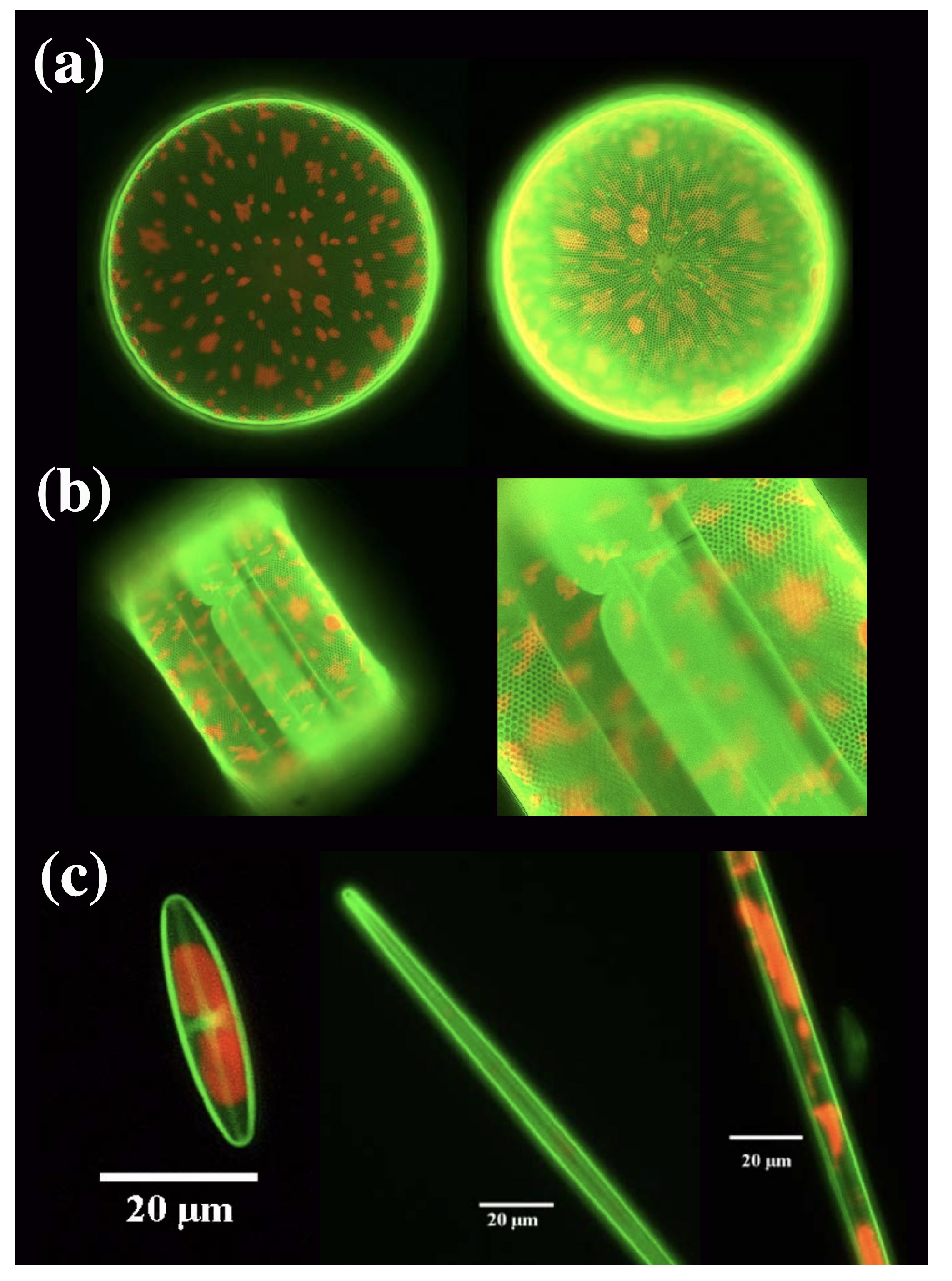 Applsci 10 08738 g004