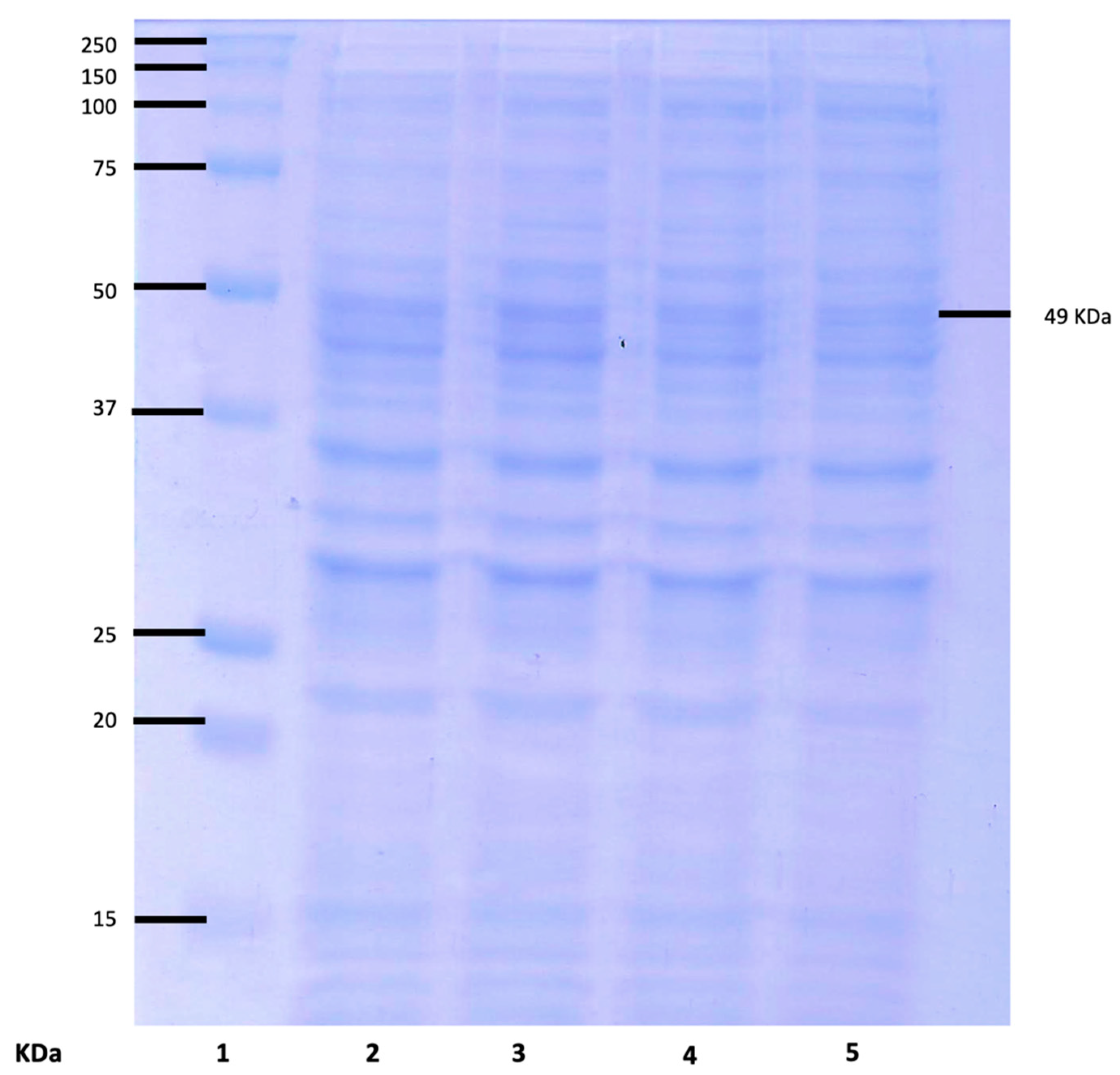 Applsci 10 08787 g005 Applsci 10 08787 g005