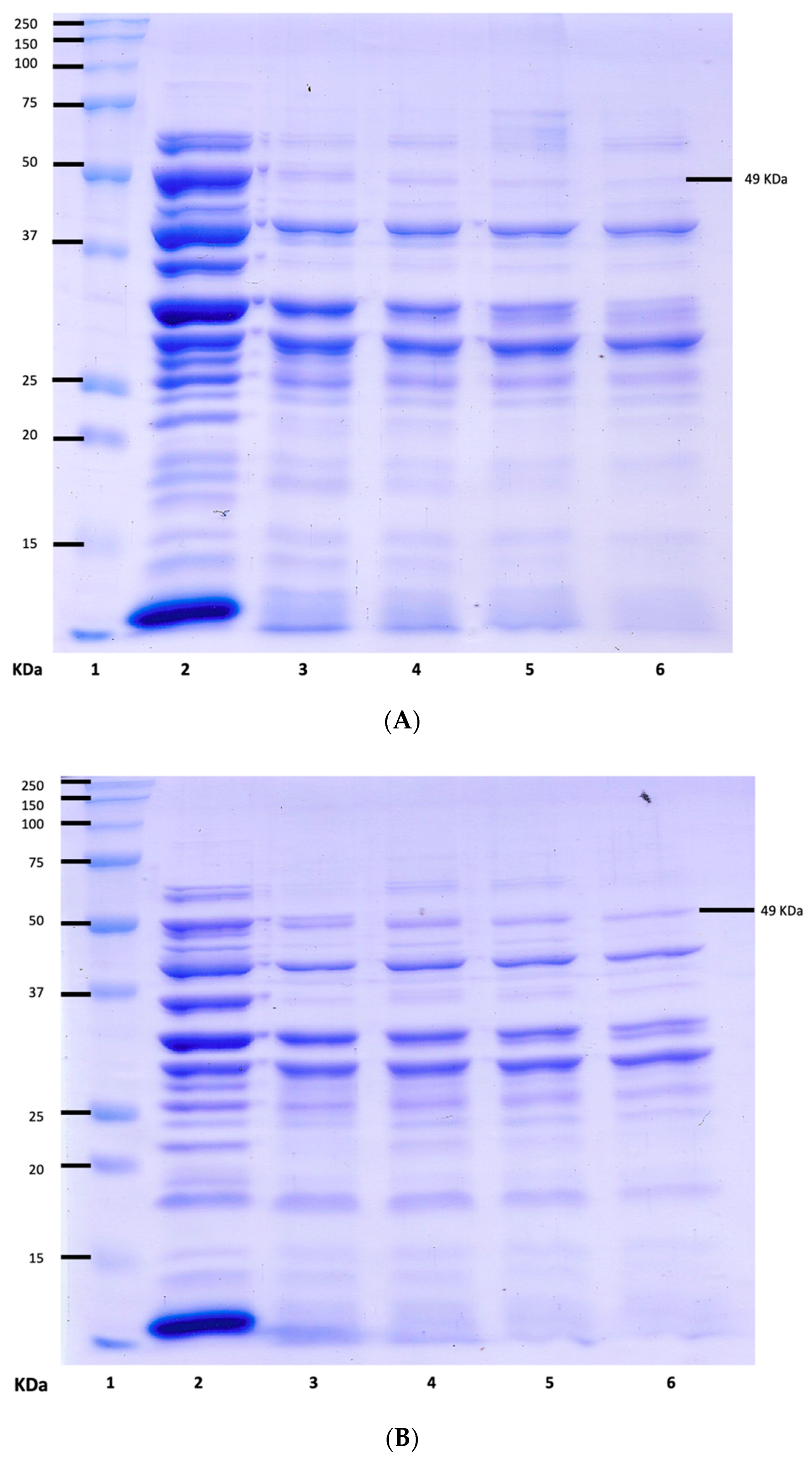 Applsci 10 08787 g007 Applsci 10 08787 g007