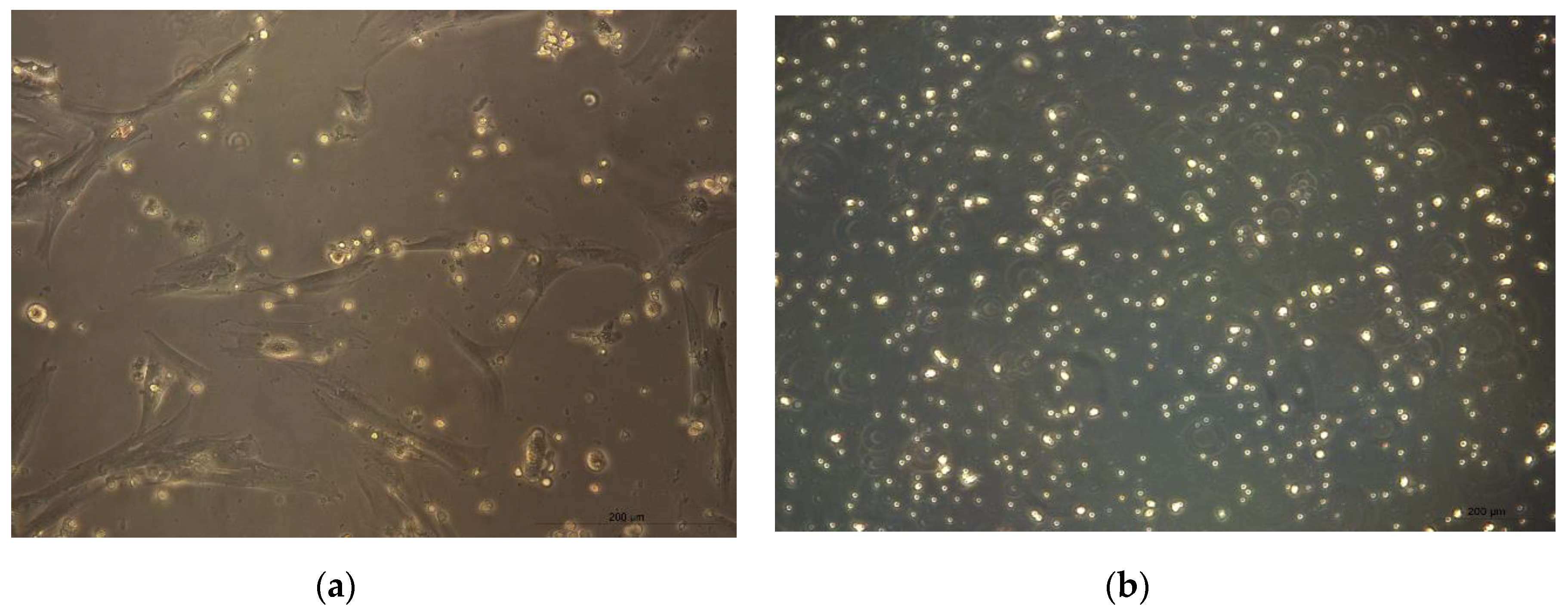 Applsci 10 09040 g005