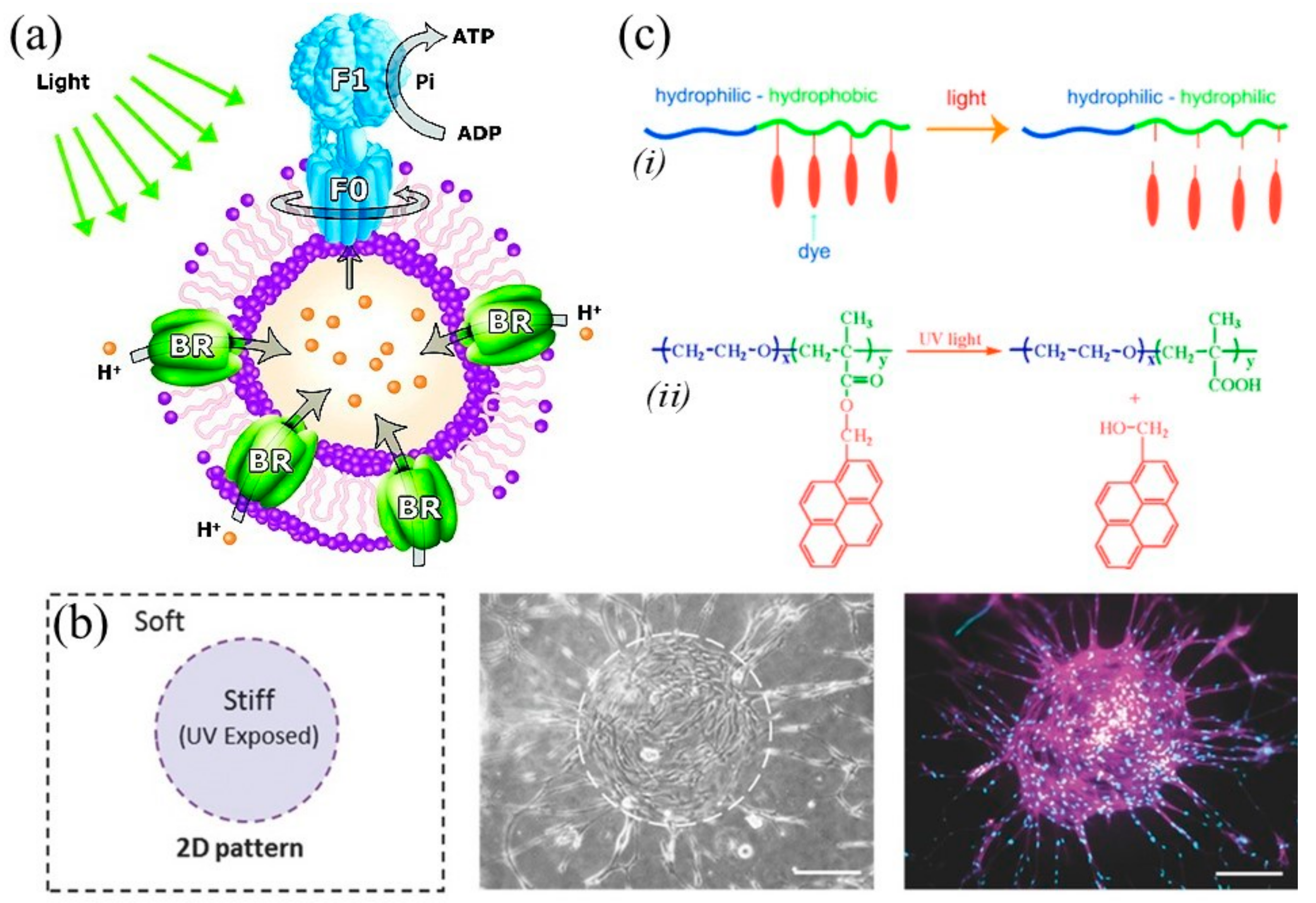 Applsci 10 09143 g007