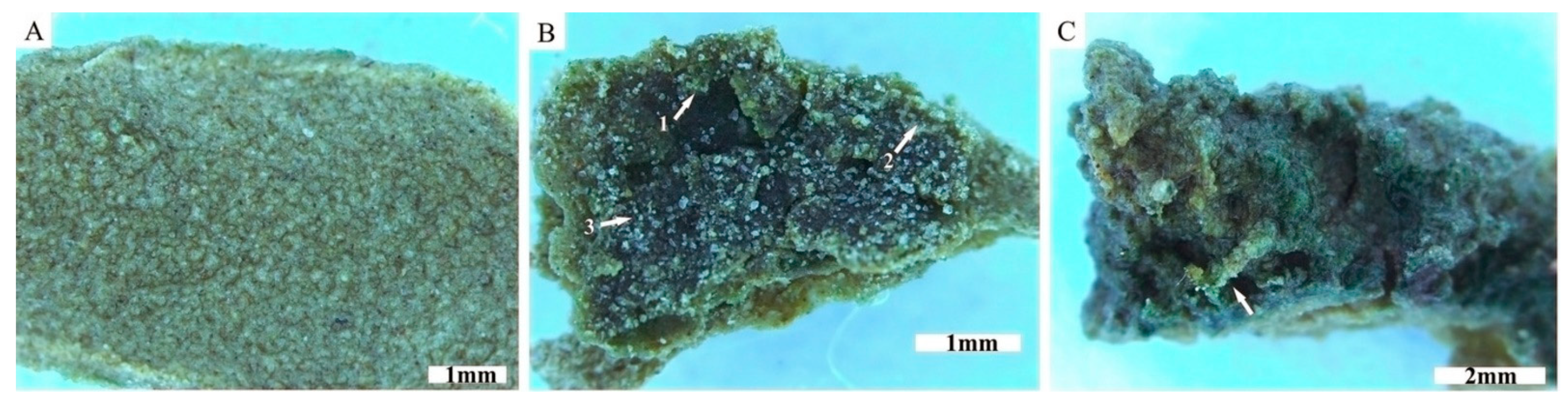 Applsci 11 00066 g004