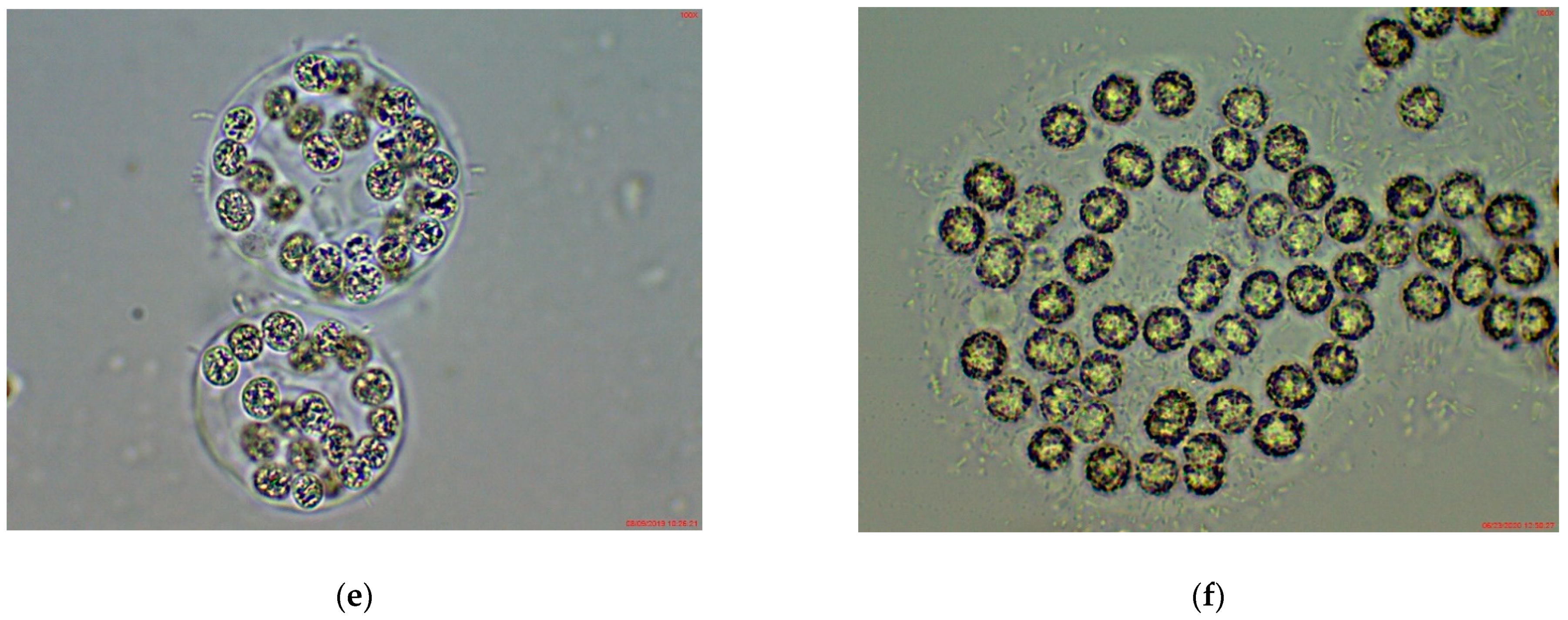 Applsci 11 00357 g005b