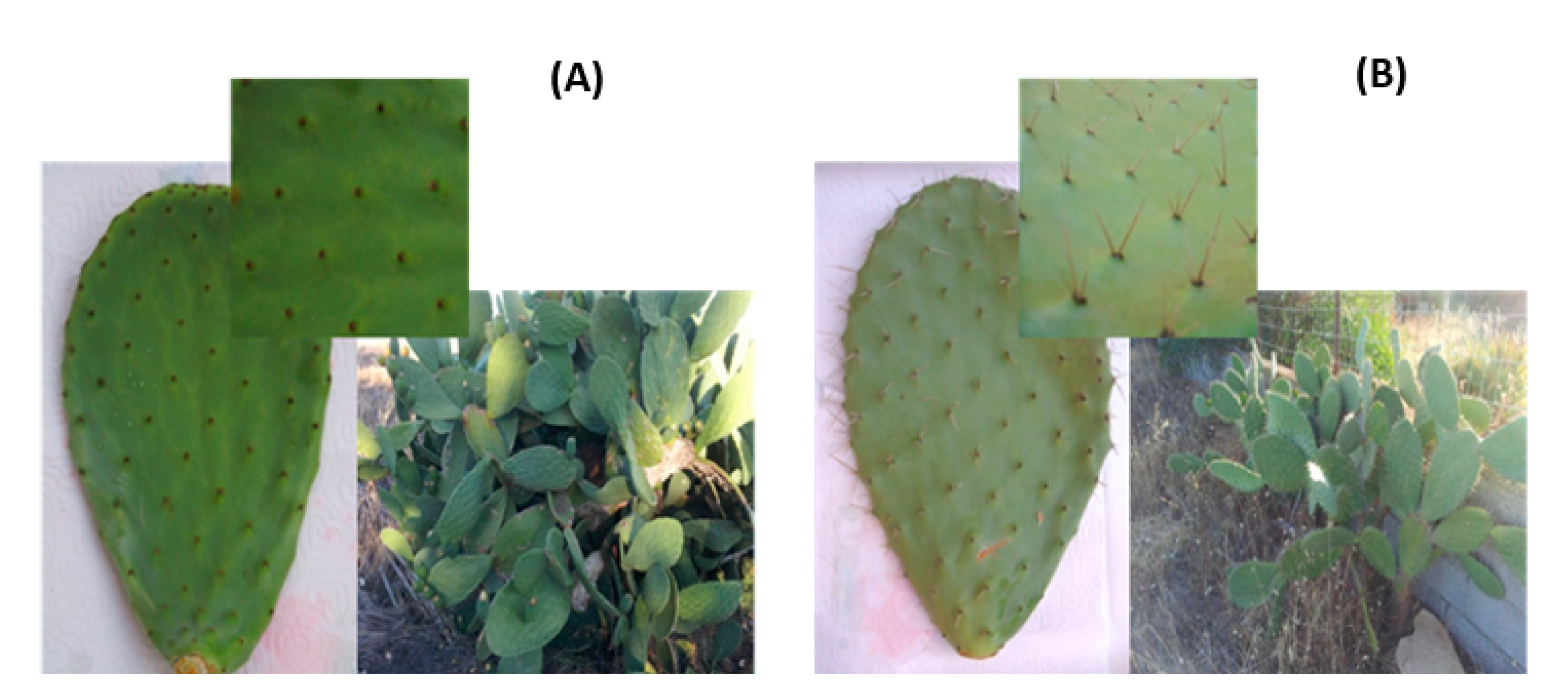 Applsci 11 00477 g002