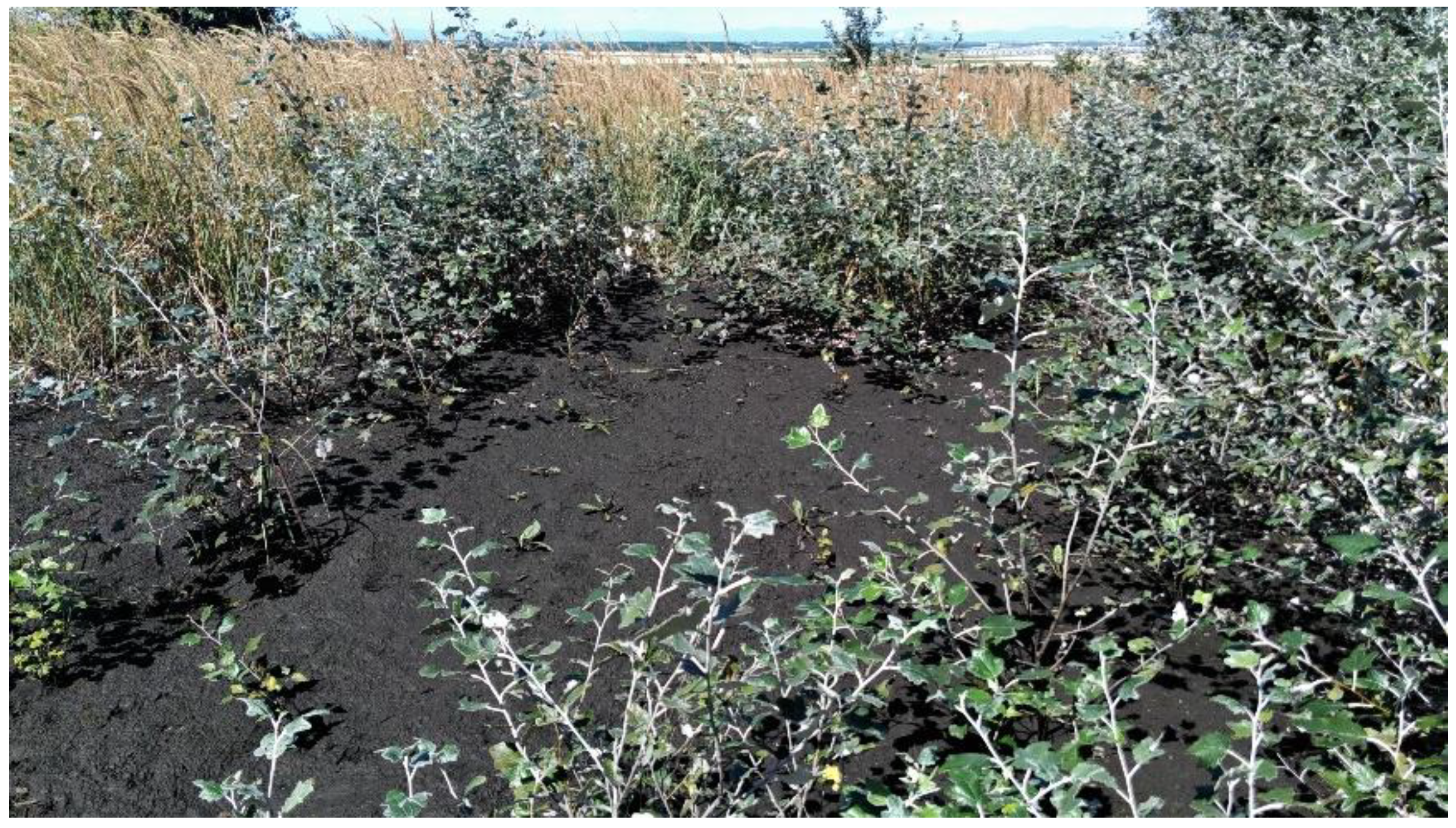 Applsci 11 00658 g003