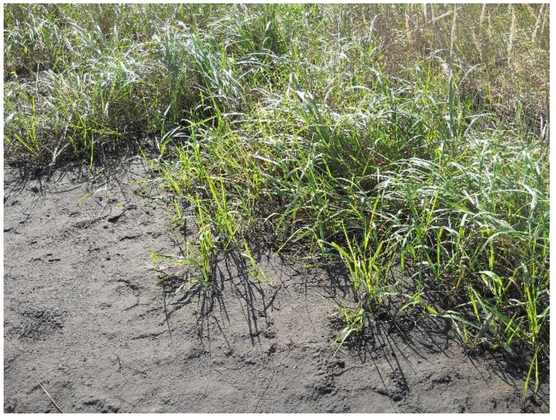 Applsci 11 00658 g004