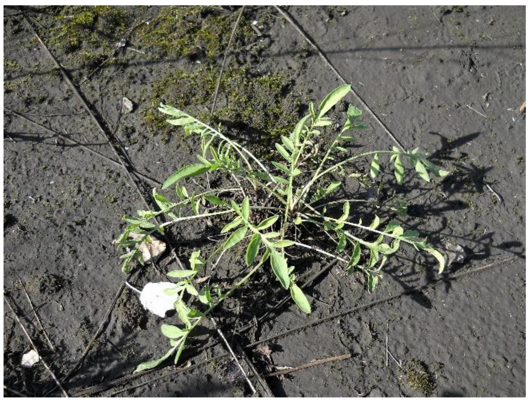 Applsci 11 00658 g005