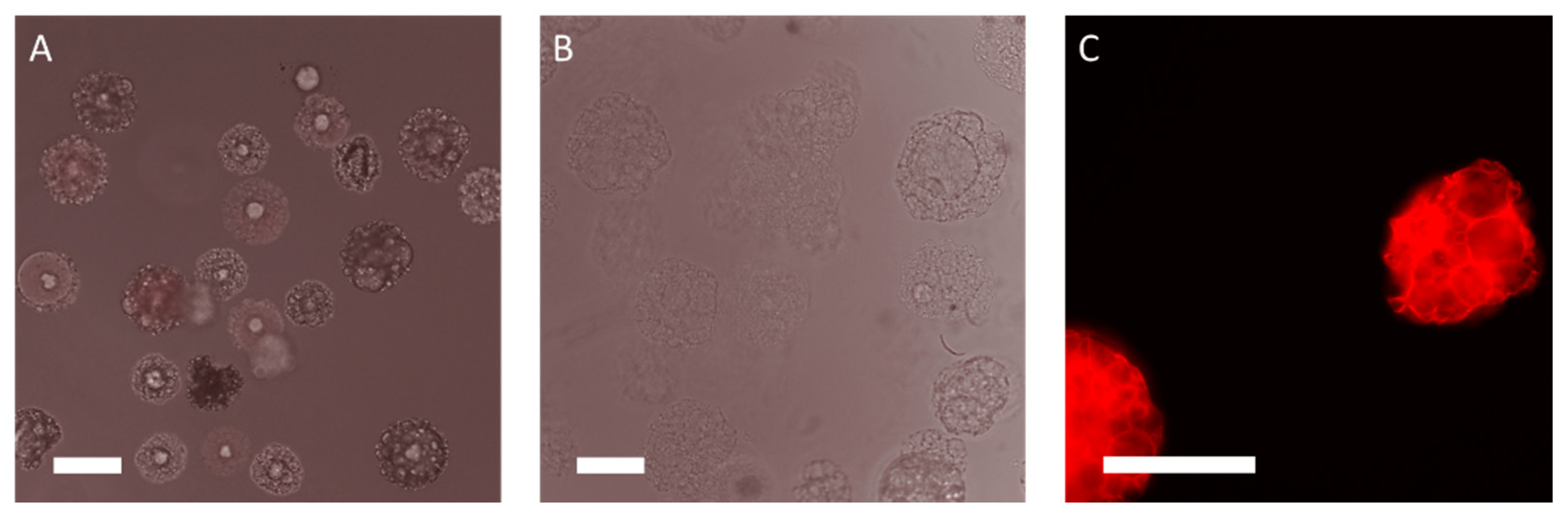 Applsci 11 00925 g003