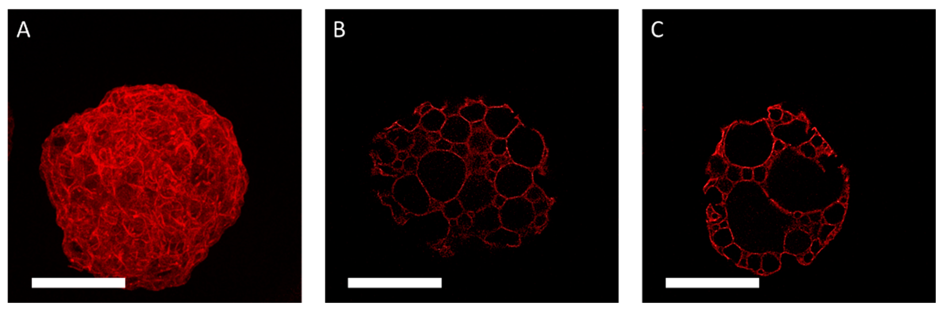 Applsci 11 00925 g004
