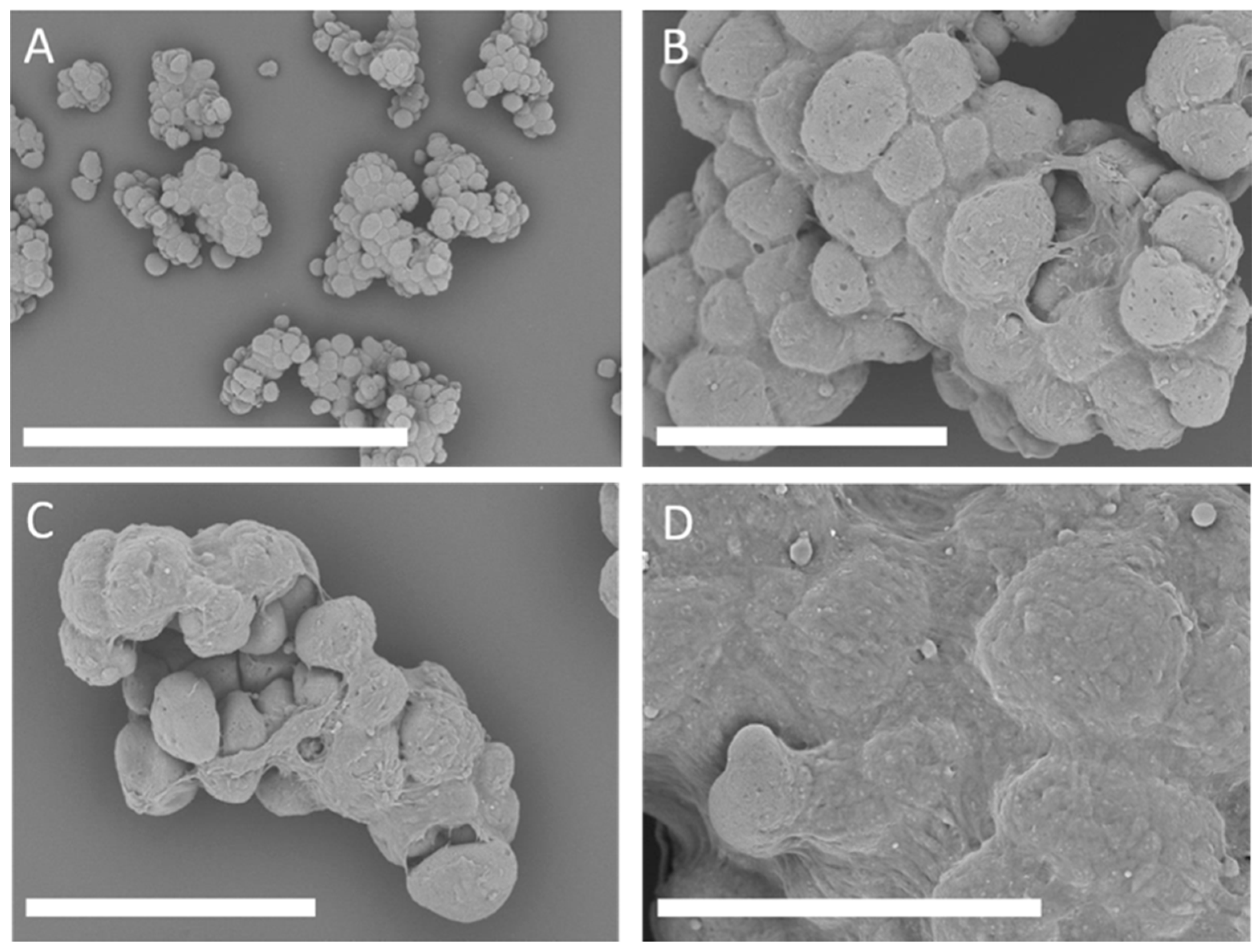 Applsci 11 00925 g007