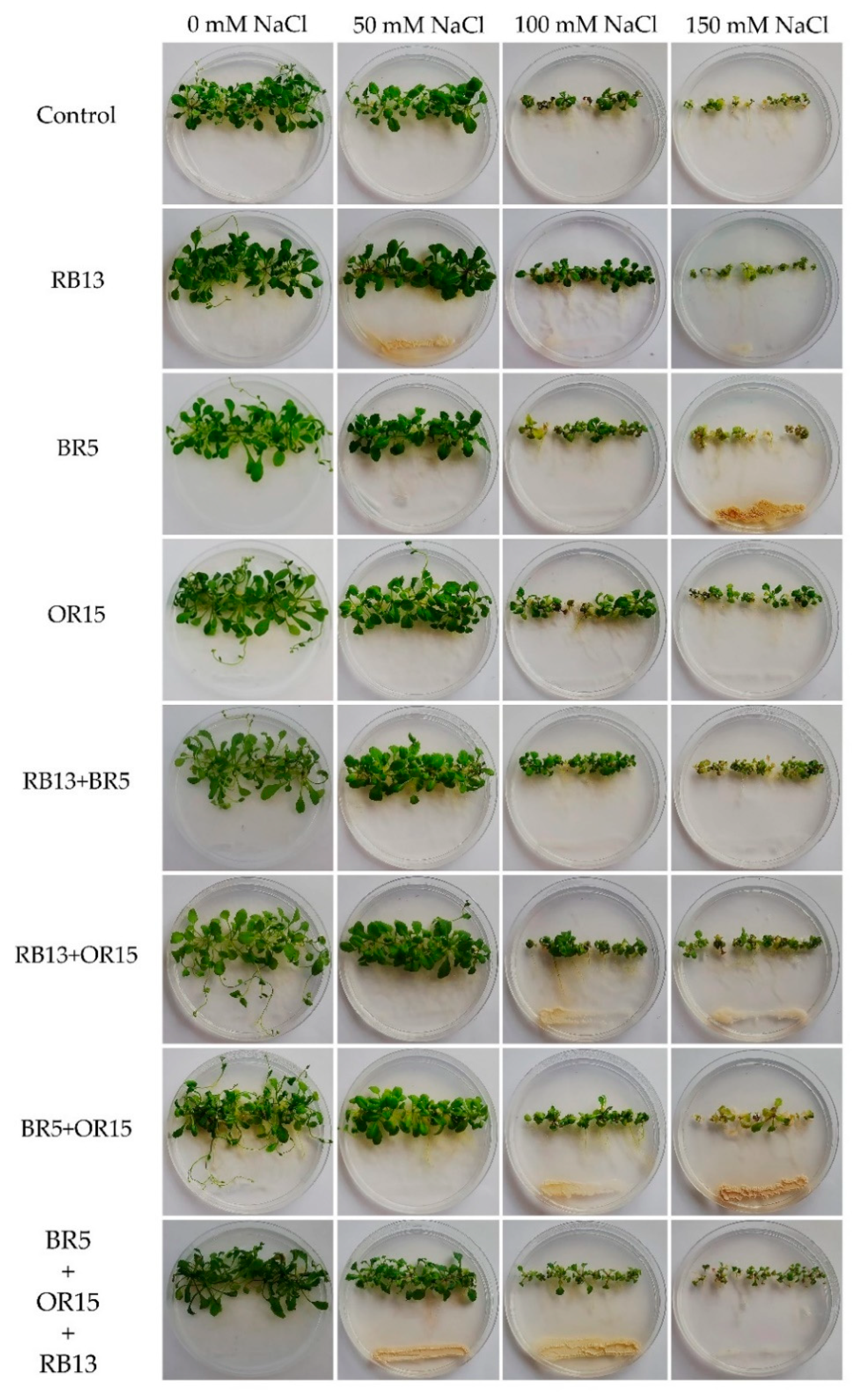 Applsci 11 01034 g003 Applsci 11 01034 g003