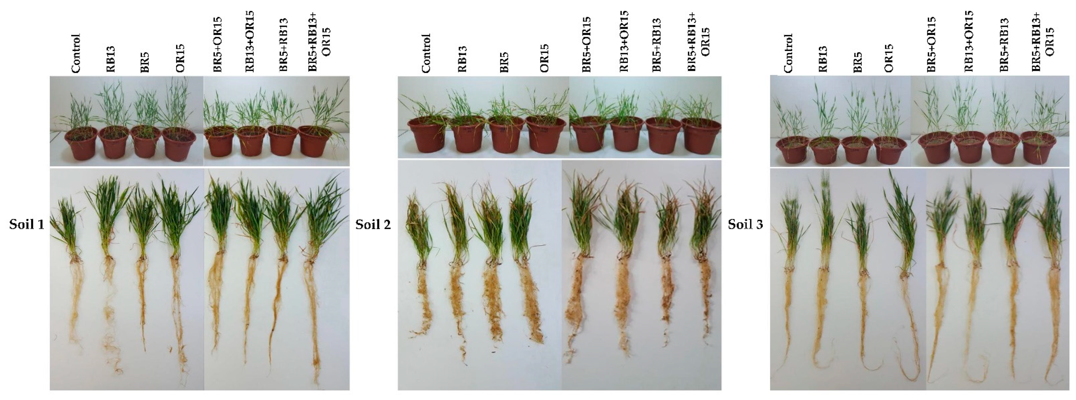 Applsci 11 01034 g007 Applsci 11 01034 g007