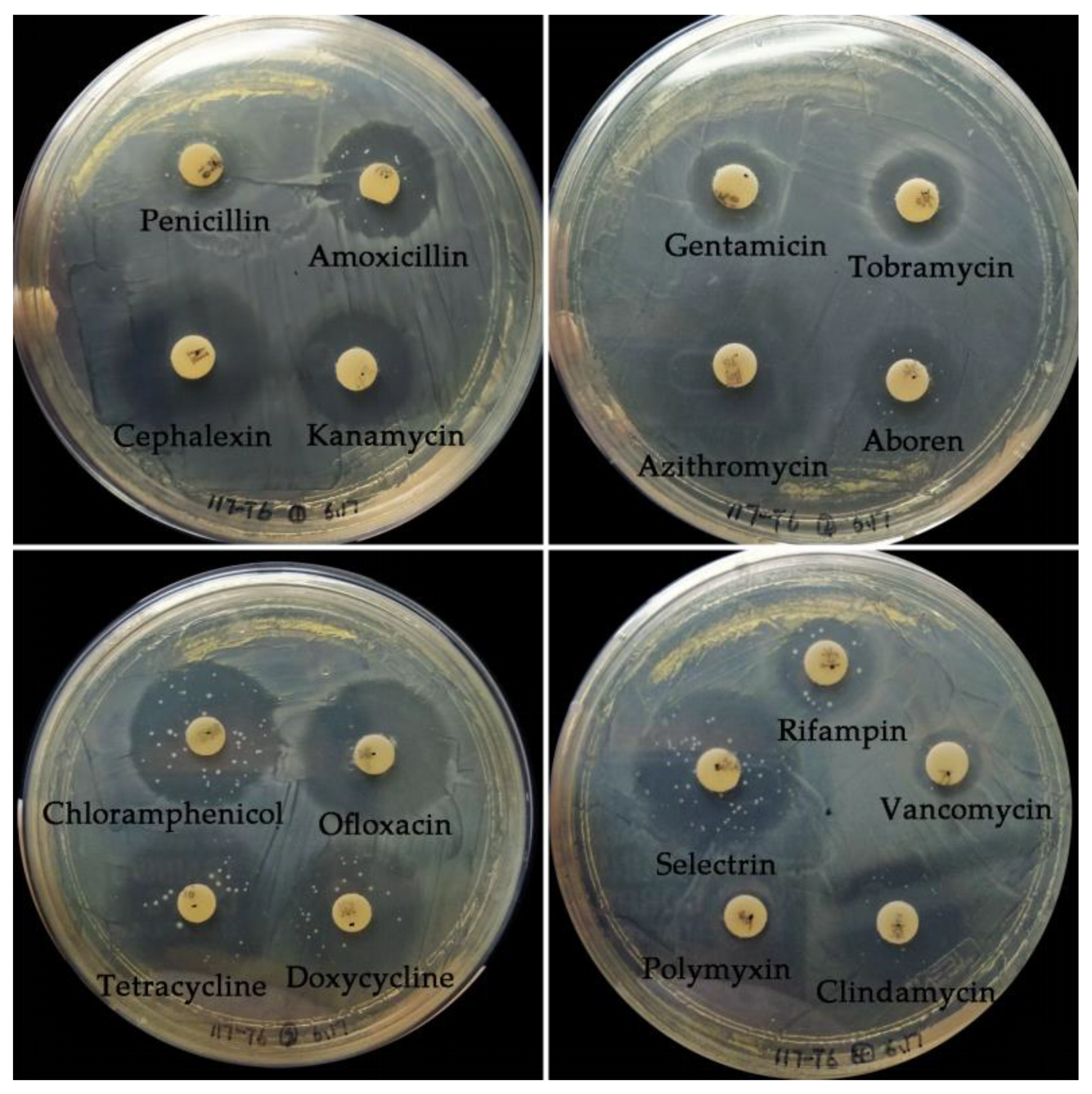 Applsci 11 01602 g001 Applsci 11 01602 g001