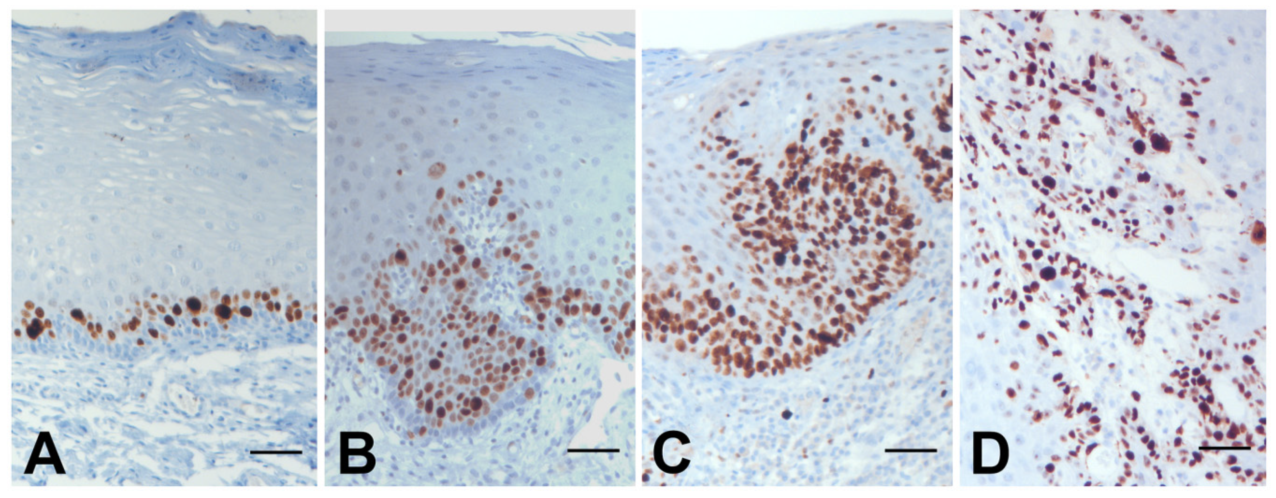 Applsci 11 02048 g005
