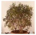 Applsci 11 02230 i013