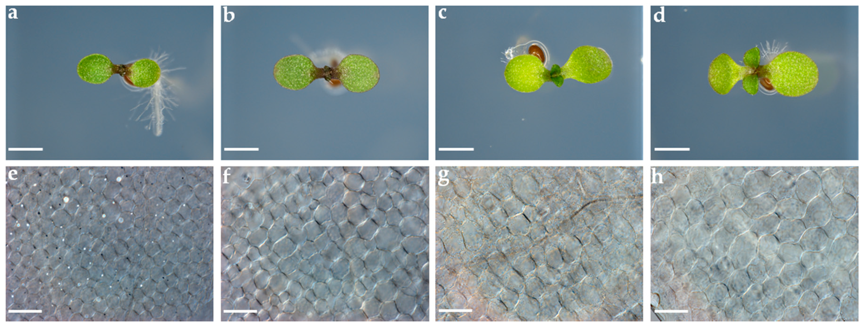 Applsci 11 02240 g004