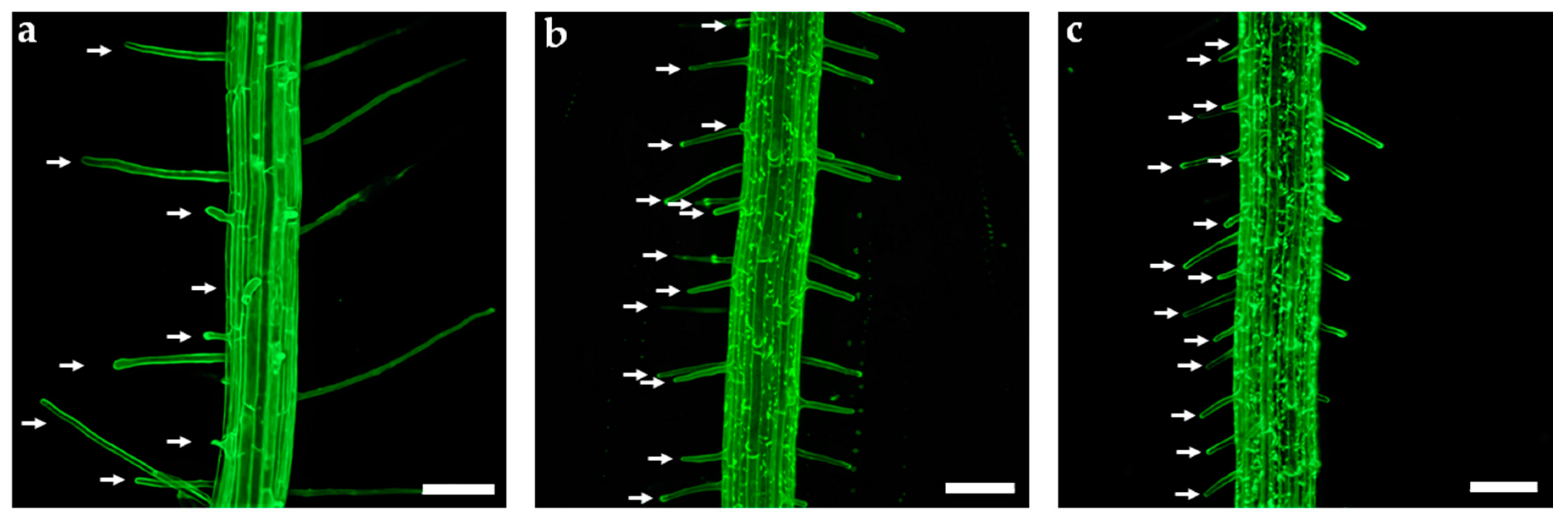 Applsci 11 02240 g005