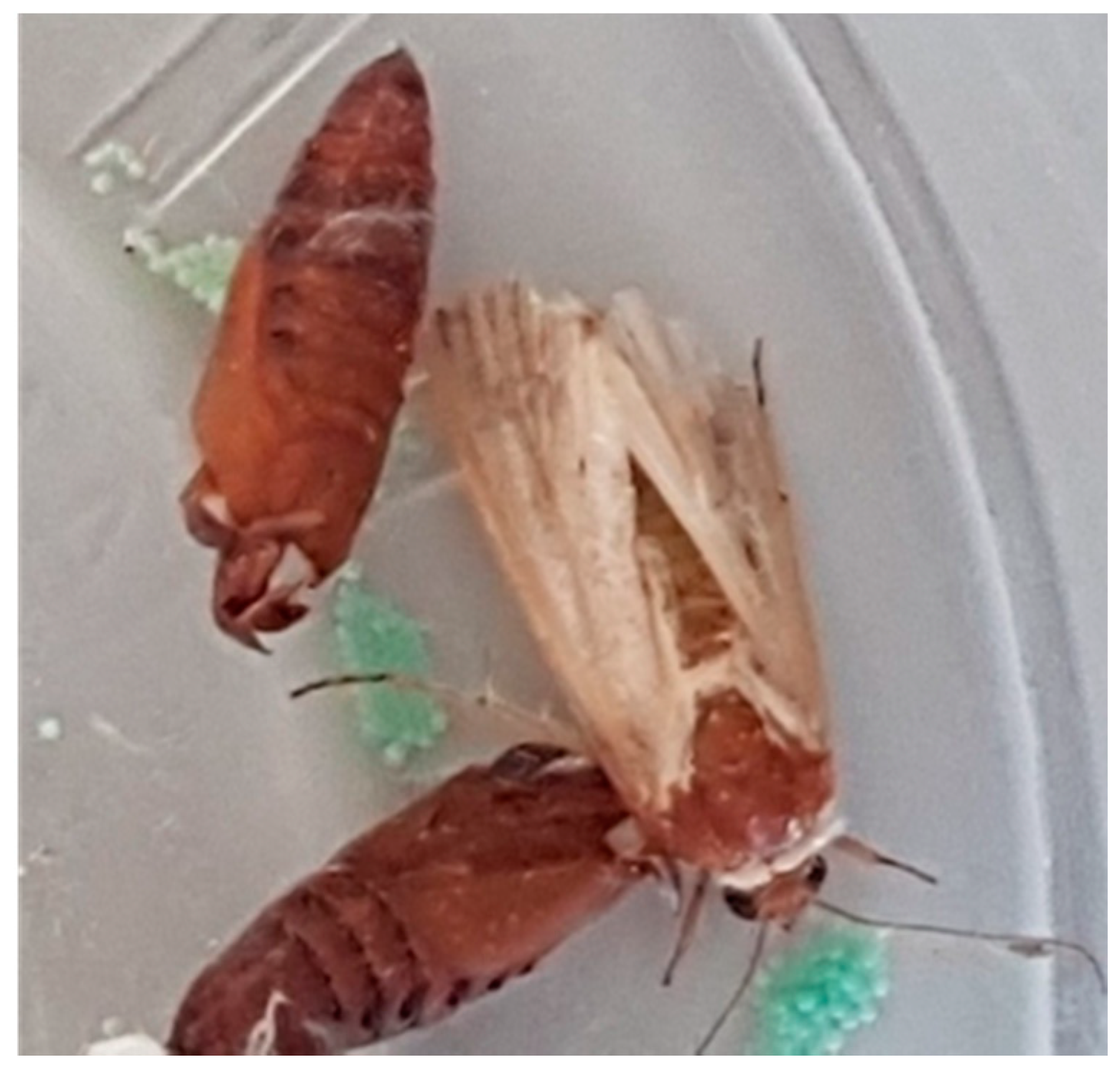 Applsci 11 02887 g006