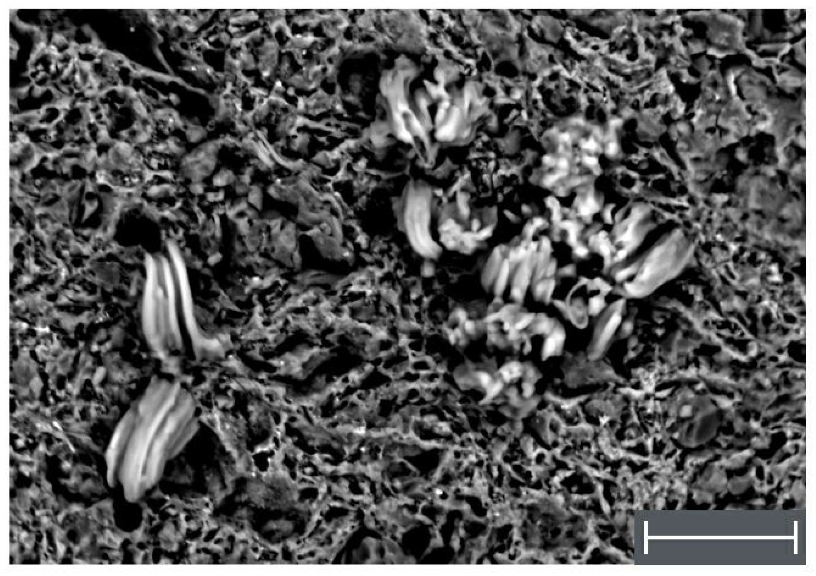 Applsci 11 03073 g005 Applsci 11 03073 g005