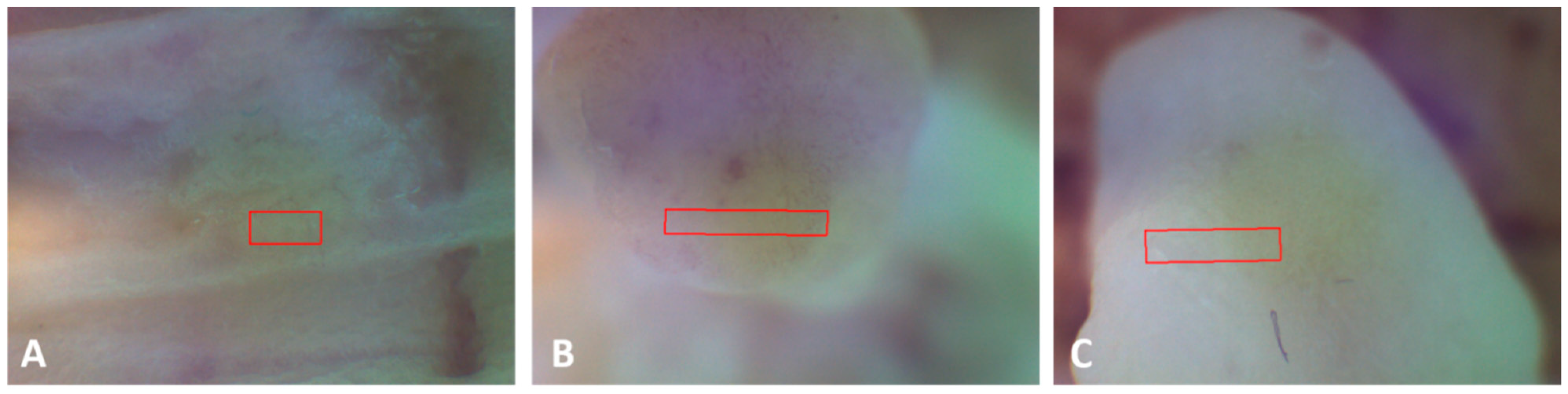 Applsci 11 03119 g001 Applsci 11 03119 g001