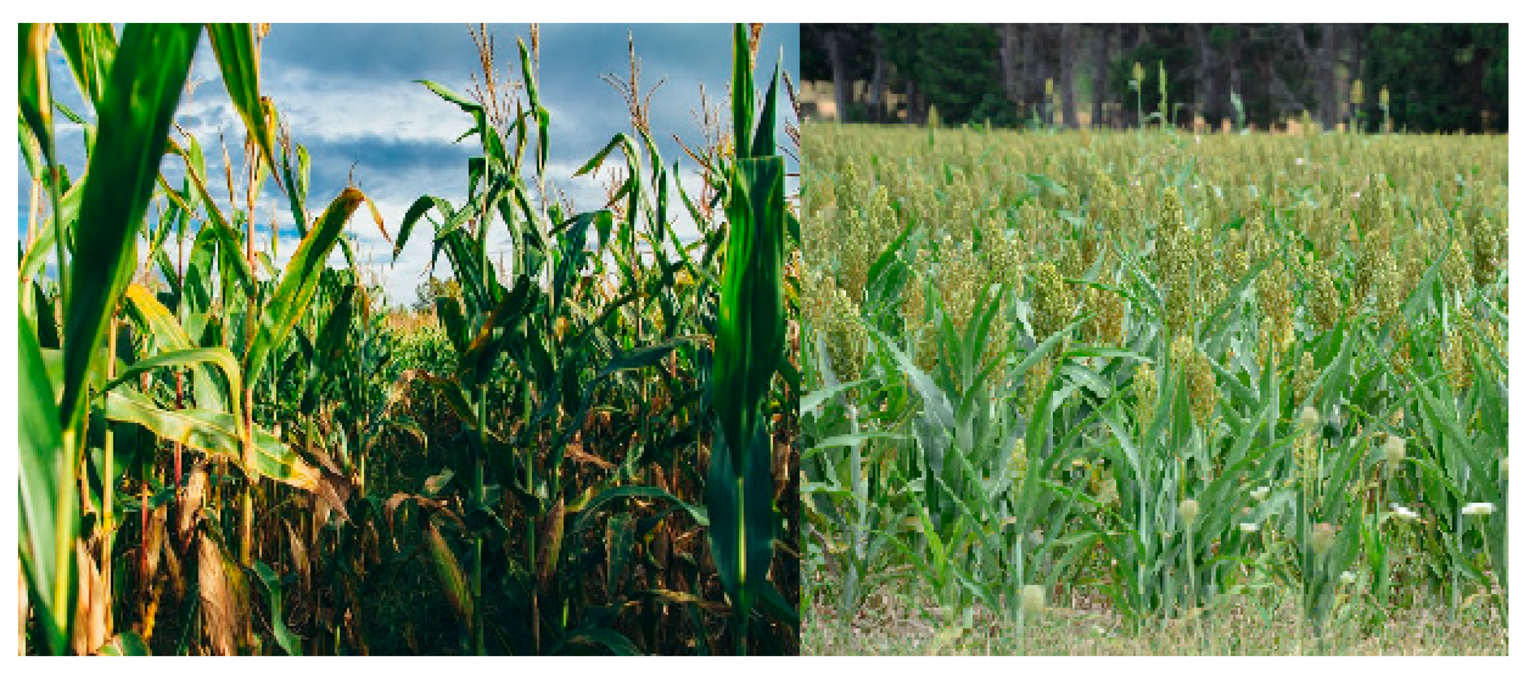 Applsci 11 03139 g002